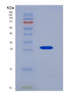 SDS-PAGE analysis of Human KLK4 (Kallikrein-4) - Recombinant Protein, showing >90% purity under 15% SDS-PAGE (Reduced)