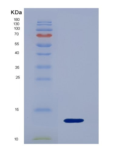 SDS-PAGE analysis of Human IL17F (Interleukin-17F) - Recombinant Protein, showing >95% purity under 15% SDS-PAGE (Reduced)