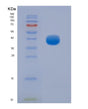 SDS-PAGE analysis of Human FCGR3A (Low Affinity Immunoglobulin Gamma Fc Region Receptor Iii-A) - Recombinant Protein, showing >90% purity under 15% SDS-PAGE (Reduced)
