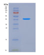 SDS-PAGE analysis of Human TFR2 (Transferrin Receptor Protein 2) - Recombinant Protein, showing >90% purity under 15% SDS-PAGE (Reduced)