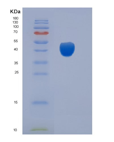 SDS-PAGE analysis of Mouse Cd200 (Ox-2 Membrane Glycoprotein) - Recombinant Protein, showing >90% purity under 15% SDS-PAGE (Reduced)
