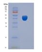 SDS-PAGE analysis of Mouse Cd200 (Ox-2 Membrane Glycoprotein) - Recombinant Protein, showing >90% purity under 15% SDS-PAGE (Reduced)