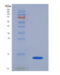 SDS-PAGE analysis of Human AMH (Muellerian-Inhibiting Factor) - Recombinant Protein, showing >90% purity under 15% SDS-PAGE (Reduced)