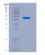 SDS-PAGE analysis of Mouse Serpina3n (Serine Protease Inhibitor A3N) - Recombinant Protein, showing >90% purity under 15% SDS-PAGE (Reduced)