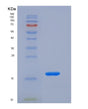 SDS-PAGE analysis of Human CCL2 (C-C Motif Chemokine 2) - Recombinant Protein, showing >90% purity under 15% SDS-PAGE (Reduced)