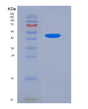 SDS-PAGE analysis of Mouse Penk (Proenkephalin-A) - Recombinant Protein, showing >90% purity under 15% SDS-PAGE (Reduced)