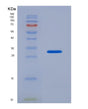 SDS-PAGE analysis of Human IFI30 (Gamma-Interferon-Inducible Lysosomal Thiol Reductase) - Recombinant Protein, showing >90% purity under 15% SDS-PAGE (Reduced)