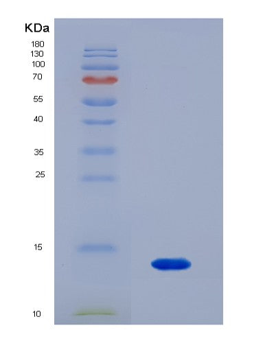 SDS-PAGE analysis of Human F2RL1 (Proteinase-Activated Receptor 2) - Recombinant Protein, showing >90% purity under 15% SDS-PAGE (Reduced)