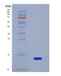 SDS-PAGE analysis of Human F2RL1 (Proteinase-Activated Receptor 2) - Recombinant Protein, showing >90% purity under 15% SDS-PAGE (Reduced)