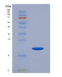 SDS-PAGE analysis of Human MAP1LC3B2 (Microtubule-Associated Protein 1 Light Chain 3 Beta 2) - Recombinant Protein, showing >95% purity under 15% SDS-PAGE (Reduced)