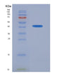 SDS-PAGE analysis of Human PRB1 (Basic Salivary Proline-Rich Protein 1) - Recombinant Protein, showing >90% purity under 15% SDS-PAGE (Reduced)