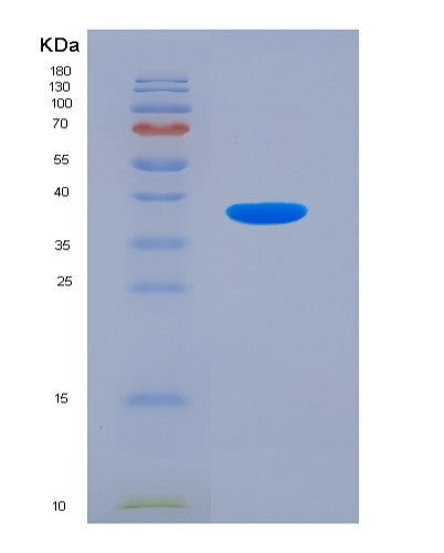 SDS-PAGE analysis of Human MBP (Myelin Basic Protein) - Recombinant Protein, showing >90% purity under 15% SDS-PAGE (Reduced)
