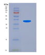 SDS-PAGE analysis of Human MBP (Myelin Basic Protein) - Recombinant Protein, showing >90% purity under 15% SDS-PAGE (Reduced)
