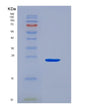 SDS-PAGE analysis of Mouse Cryab (Alpha-Crystallin B Chain) - Recombinant Protein, showing >90% purity under 15% SDS-PAGE (Reduced)