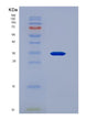 SDS-PAGE analysis of Human Thymopoietin (TMPO) - Recombinant Protein, showing >90% purity under 15% SDS-PAGE (Reduced)