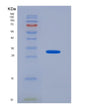 SDS-PAGE analysis of Human RAB27B (Ras-Related Protein Rab-27B) - Recombinant Protein, showing >90% purity under 15% SDS-PAGE (Reduced)