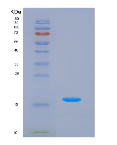 SDS-PAGE analysis of Human LEFTY2 (Left-Right Determination Factor 2) - Recombinant Protein, showing >90% purity under 15% SDS-PAGE (Reduced)