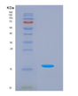 SDS-PAGE analysis of Human LEFTY2 (Left-Right Determination Factor 2) - Recombinant Protein, showing >90% purity under 15% SDS-PAGE (Reduced)
