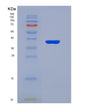 SDS-PAGE analysis of Human EEF2K (Eukaryotic Elongation Factor 2 Kinase) - Recombinant Protein, showing >90% purity under 15% SDS-PAGE (Reduced)