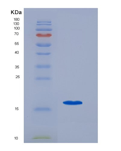 SDS-PAGE analysis of Human CCL21 (C-C Motif Chemokine 21) - Recombinant Protein, showing >90% purity under 15% SDS-PAGE (Reduced)