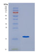 SDS-PAGE analysis of Human CCL21 (C-C Motif Chemokine 21) - Recombinant Protein, showing >90% purity under 15% SDS-PAGE (Reduced)