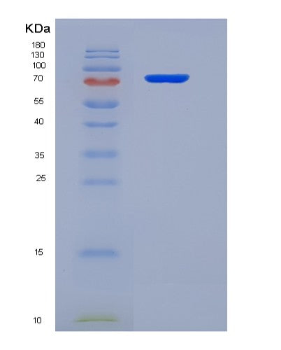 SDS-PAGE analysis of Human HSP90AA1 (Heat Shock Protein Hsp 90-Alpha) - Recombinant Protein, showing >90% purity under 15% SDS-PAGE (Reduced)