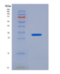 SDS-PAGE analysis of Human GP1BA (Platelet Glycoprotein Ib Alpha Chain) - Recombinant Protein, showing >90% purity under 15% SDS-PAGE (Reduced)