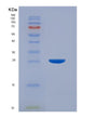 SDS-PAGE analysis of Human FBP2 (Fructose-1,6-Bisphosphatase Isozyme 2) - Recombinant Protein, showing >95% purity under 15% SDS-PAGE (Reduced)