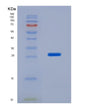 SDS-PAGE analysis of Human COL1A1 (Collagen Alpha-1(I) Chain) - Recombinant Protein, showing >90% purity under 15% SDS-PAGE (Reduced)