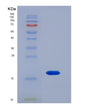 SDS-PAGE analysis of Human SPRR1A (Cornifin-A) - Recombinant Protein, showing >90% purity under 15% SDS-PAGE (Reduced)