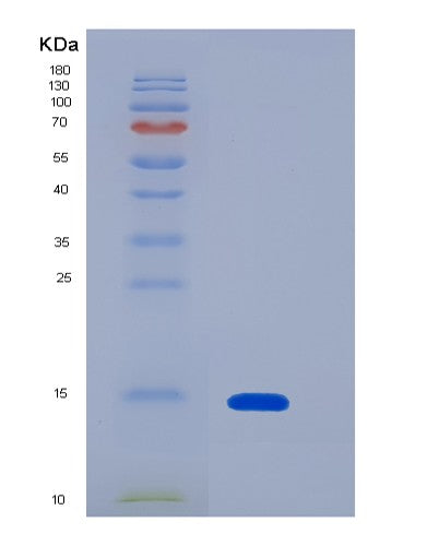 SDS-PAGE analysis of Mouse Mstn (Growth/Differentiation Factor 8) - Recombinant Protein, showing >90% purity under 15% SDS-PAGE (Reduced)