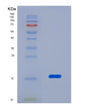 SDS-PAGE analysis of Mouse Reg3a (Regenerating Islet-Derived Protein 3-Alpha) - Recombinant Protein, showing >90% purity under 15% SDS-PAGE (Reduced)
