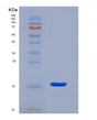 SDS-PAGE analysis of Mouse Sema4d (Semaphorin-4D) - Recombinant Protein, showing >90% purity under 15% SDS-PAGE (Reduced)