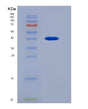 SDS-PAGE analysis of Human Calmegin (CLGN) - Recombinant Protein, showing >90% purity under 15% SDS-PAGE (Reduced)