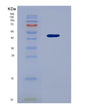 SDS-PAGE analysis of Human RO60 (Rna-Binding Protein Ro60) - Recombinant Protein, showing >90% purity under 15% SDS-PAGE (Reduced)
