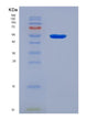 SDS-PAGE analysis of Human GFAP (Glial Fibrillary Acidic Protein) - Recombinant Protein, showing >90% purity under 15% SDS-PAGE (Reduced)