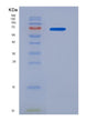 SDS-PAGE analysis of Human EPX (Eosinophil Peroxidase) - Recombinant Protein, showing >90% purity under 15% SDS-PAGE (Reduced)