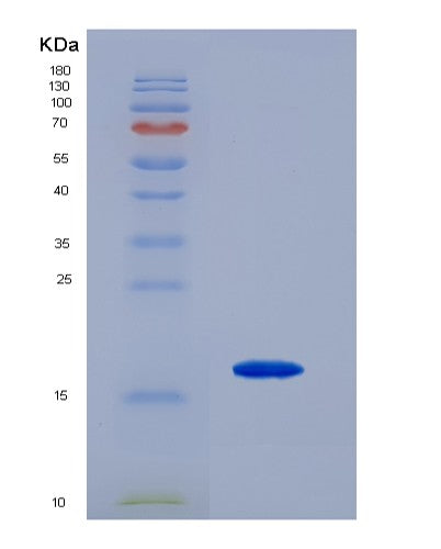 SDS-PAGE analysis of Mouse Tnfrsf18 (Tumor Necrosis Factor Receptor Superfamily Member 18) - Recombinant Protein, showing >90% purity under 15% SDS-PAGE (Reduced)