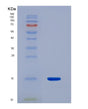 SDS-PAGE analysis of Human MLN (Promotilin) - Recombinant Protein, showing >90% purity under 15% SDS-PAGE (Reduced)