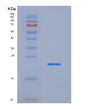 SDS-PAGE analysis of Human EEF1E1 (Eukaryotic Translation Elongation Factor 1 Epsilon-1) - Recombinant Protein, showing >90% purity under 15% SDS-PAGE (Reduced)