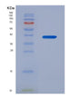 SDS-PAGE analysis of Human KLF4 (Krueppel-Like Factor 4) - Recombinant Protein, showing >95% purity under 15% SDS-PAGE (Reduced)