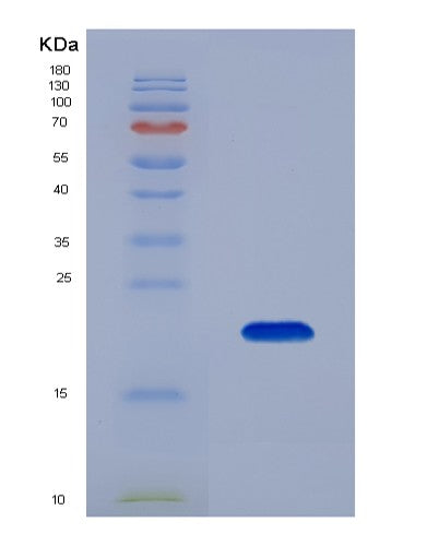 SDS-PAGE analysis of Human BCL2L11 (Bcl-2-Like Protein 11) - Recombinant Protein, showing >95% purity under 15% SDS-PAGE (Reduced)