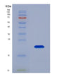 SDS-PAGE analysis of Human BCL2L11 (Bcl-2-Like Protein 11) - Recombinant Protein, showing >95% purity under 15% SDS-PAGE (Reduced)