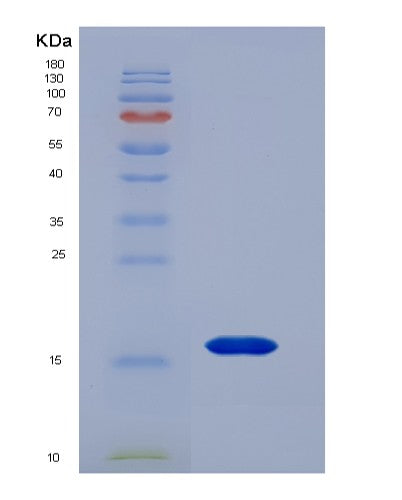 SDS-PAGE analysis of Human CXCL13 (C-X-C Motif Chemokine 13) - Recombinant Protein, showing >85% purity under 15% SDS-PAGE (Reduced)