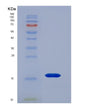 SDS-PAGE analysis of Human CXCL13 (C-X-C Motif Chemokine 13) - Recombinant Protein, showing >85% purity under 15% SDS-PAGE (Reduced)