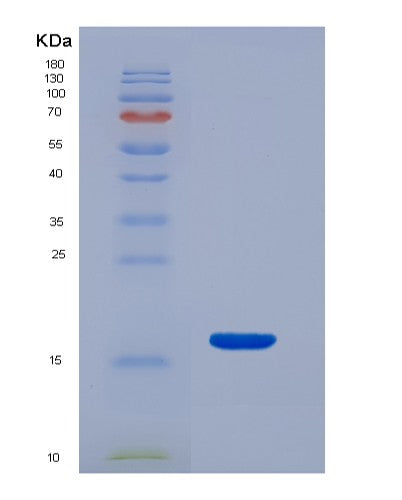 SDS-PAGE analysis of Mouse Snca (Alpha-Synuclein) - Recombinant Protein, showing >95% purity under 15% SDS-PAGE (Reduced)