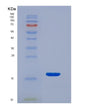 SDS-PAGE analysis of Mouse Snca (Alpha-Synuclein) - Recombinant Protein, showing >95% purity under 15% SDS-PAGE (Reduced)