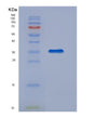 SDS-PAGE analysis of Mouse Tfpi (Tissue Factor Pathway Inhibitor) - Recombinant Protein, showing >90% purity under 15% SDS-PAGE (Reduced)