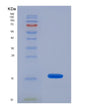 SDS-PAGE analysis of Mouse Cd70 (Cd70 Antigen) - Recombinant Protein, showing >90% purity under 15% SDS-PAGE (Reduced)