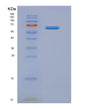 SDS-PAGE analysis of Human LAMB2 (Laminin Subunit Beta-2) - Recombinant Protein, showing >90% purity under 15% SDS-PAGE (Reduced)